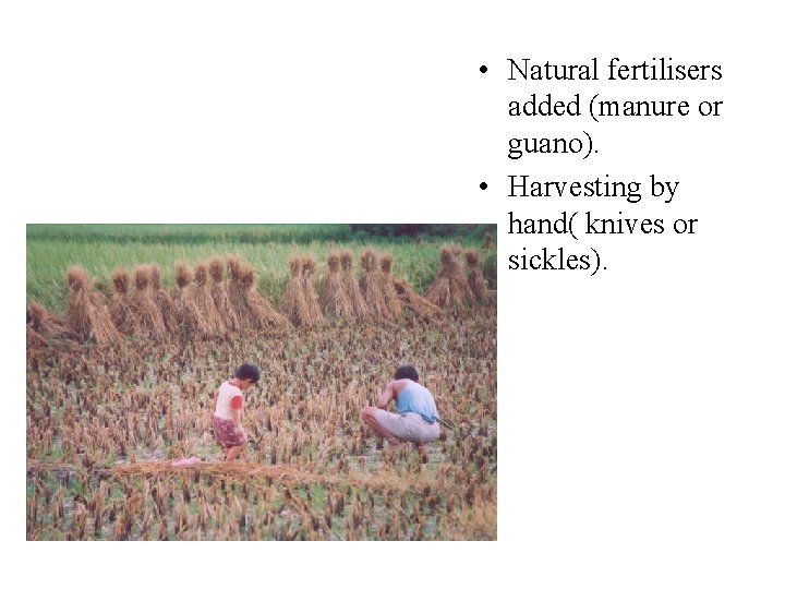  • Natural fertilisers added (manure or guano). • Harvesting by hand( knives or