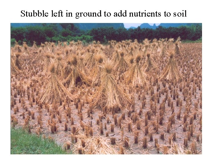 Stubble left in ground to add nutrients to soil 
