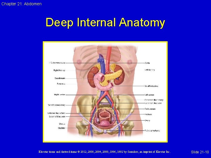 Chapter 21: Abdomen Deep Internal Anatomy Elsevier items and derived items © 2012, 2008,