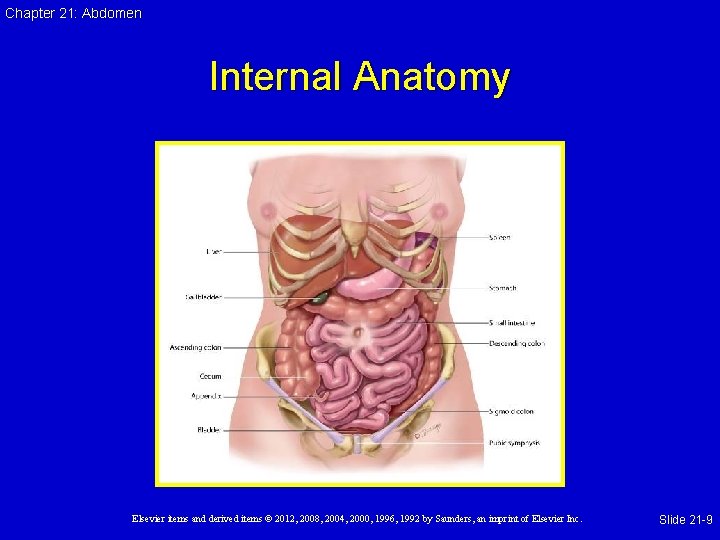 Chapter 21: Abdomen Internal Anatomy Elsevier items and derived items © 2012, 2008, 2004,