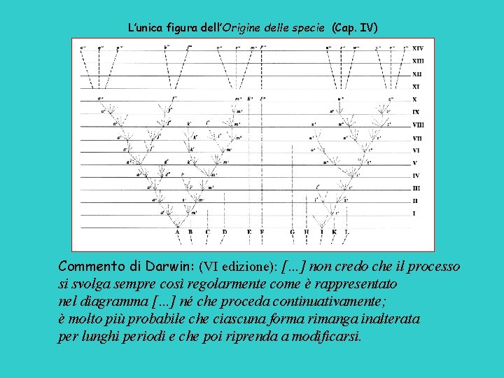 L’unica figura dell’Origine delle specie (Cap. IV) Commento di Darwin: (VI edizione): […] non