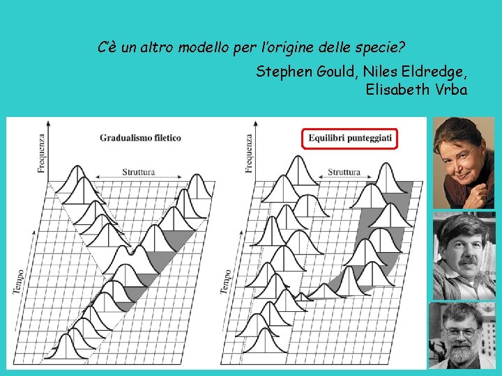 C’è un altro modello per l’origine delle specie? Stephen Gould, Niles Eldredge, Elisabeth Vrba