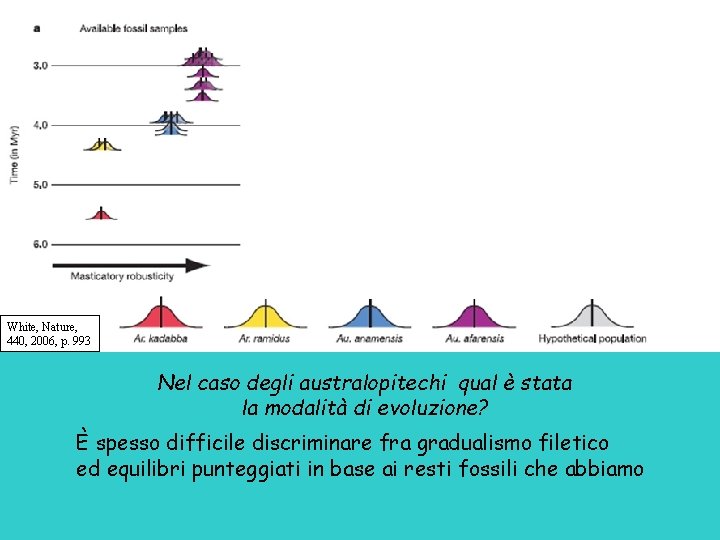 White, Nature, 440, 2006, p. 993 Nel caso degli australopitechi qual è stata la