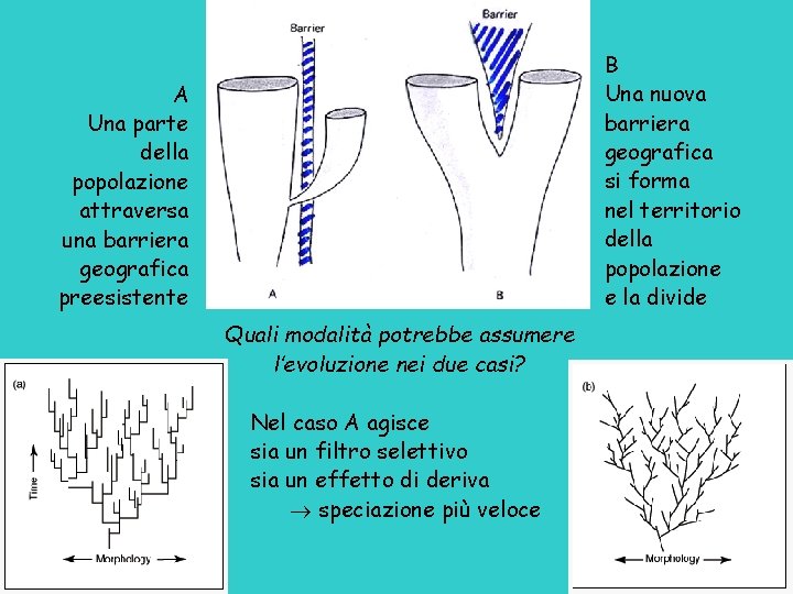 B Una nuova barriera geografica si forma nel territorio della popolazione e la divide