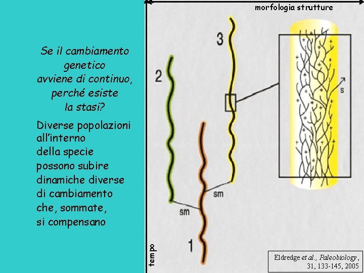 morfologia strutture Se il cambiamento genetico avviene di continuo, perché esiste la stasi? tempo