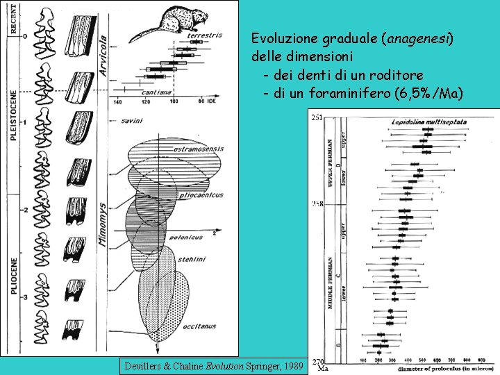 Evoluzione graduale (anagenesi) delle dimensioni - dei denti di un roditore - di un