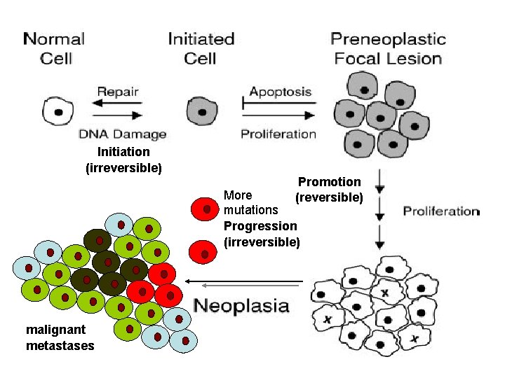 Initiation (irreversible) Promotion (reversible) More mutations Progression (irreversible) malignant metastases 