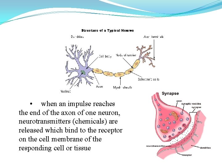  • when an impulse reaches the end of the axon of one neuron,