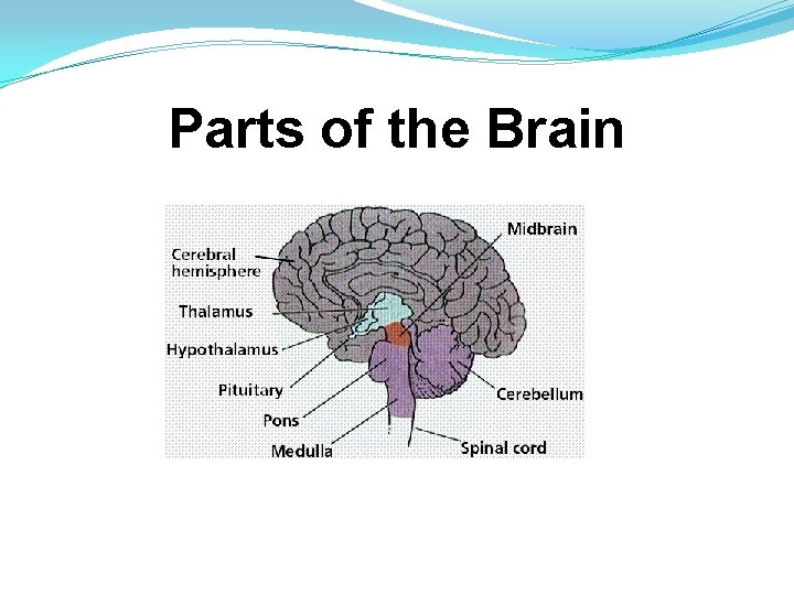 Parts of the Brain 