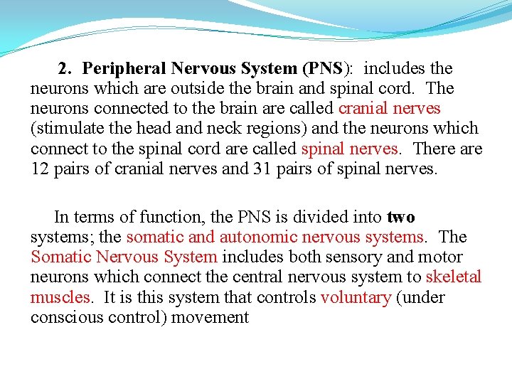 2. Peripheral Nervous System (PNS): includes the neurons which are outside the brain and
