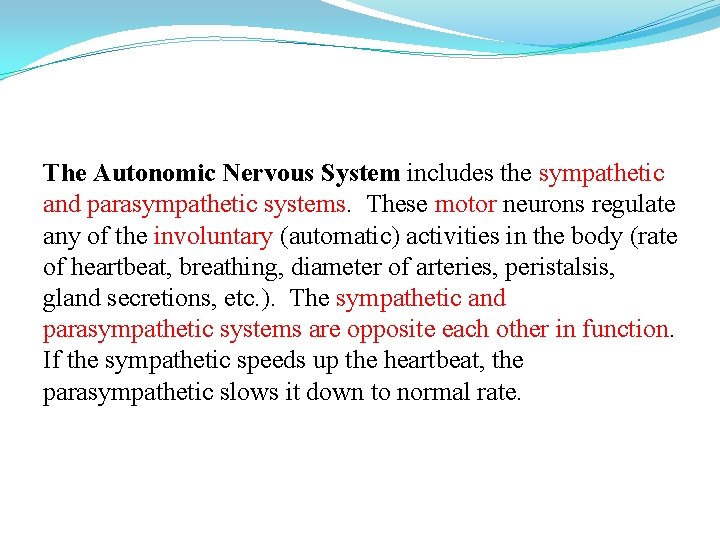 The Autonomic Nervous System includes the sympathetic and parasympathetic systems. These motor neurons regulate