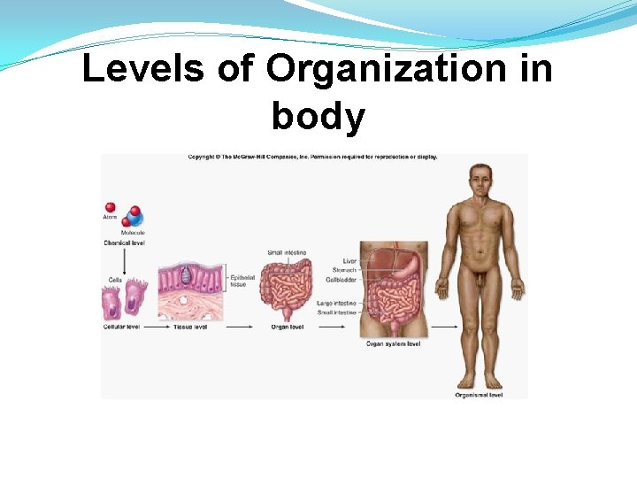 Levels of Organization in body 