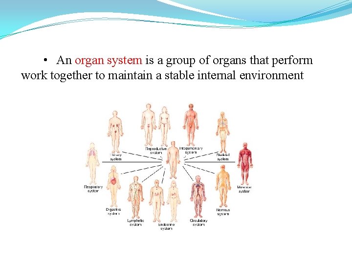  • An organ system is a group of organs that perform work together