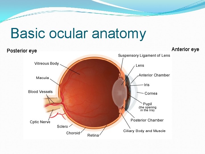 Basic ocular anatomy Posterior eye Anterior eye 