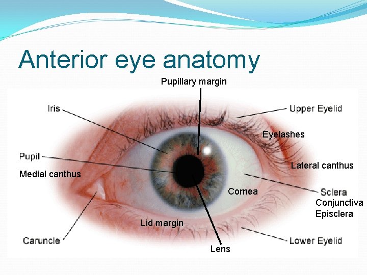 Anterior eye anatomy Pupillary margin Eyelashes Lateral canthus Medial canthus Cornea Conjunctiva Episclera Lid