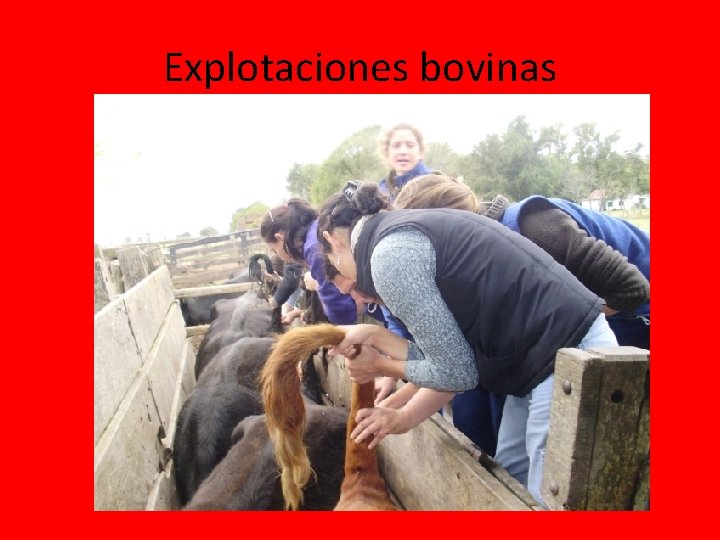 Explotaciones bovinas Explotaciones bovinas