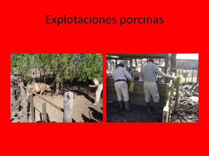 Explotaciones porcinas Explotaciones porcinas