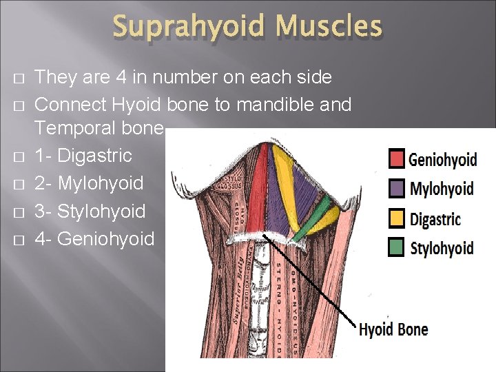 Suprahyoid Muscles � � � They are 4 in number on each side Connect