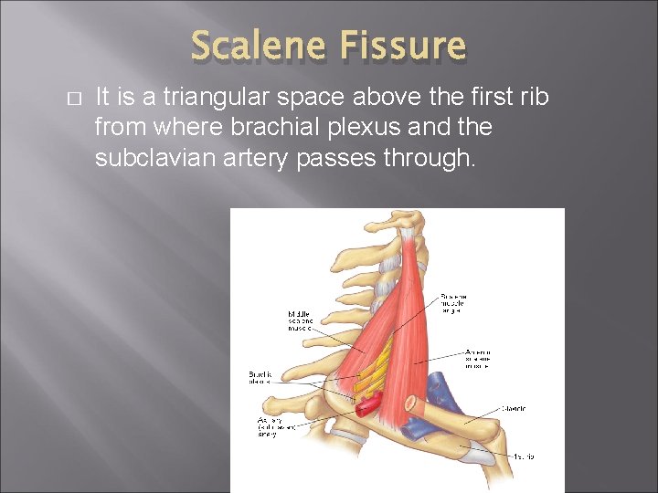 Scalene Fissure � It is a triangular space above the first rib from where