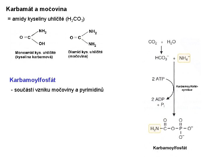 Karbamát a močovina = amidy kyseliny uhličité (H 2 CO 3) Karbamoylfosfát - součástí