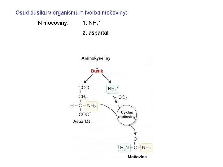 Osud dusíku v organismu = tvorba močoviny: N močoviny: 1. NH 4+ 2. aspartát