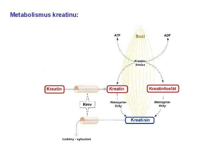 Metabolismus kreatinu: 