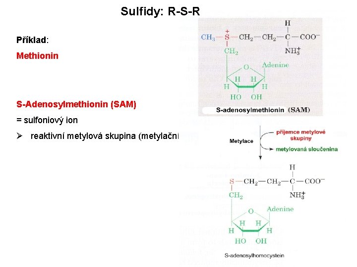 Sulfidy: R-S-R Příklad: Methionin S-Adenosylmethionin (SAM) = sulfoniový ion Ø reaktivní metylová skupina (metylační