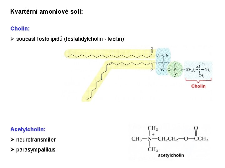 Kvartérní amoniové soli: Cholin: Ø součást fosfolipidů (fosfatidylcholin - lecitin) Acetylcholin: Ø neurotransmiter Ø