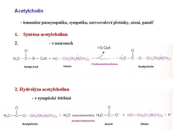 Acetylcholin - transmiter parasympatiku, nervosvalové ploténky, učení, paměť 1. 2. Syntéza acetylcholinu - v