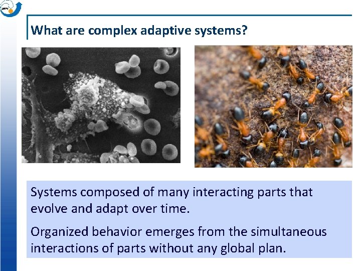 What are complex adaptive systems? Systems composed of many interacting parts that evolve and