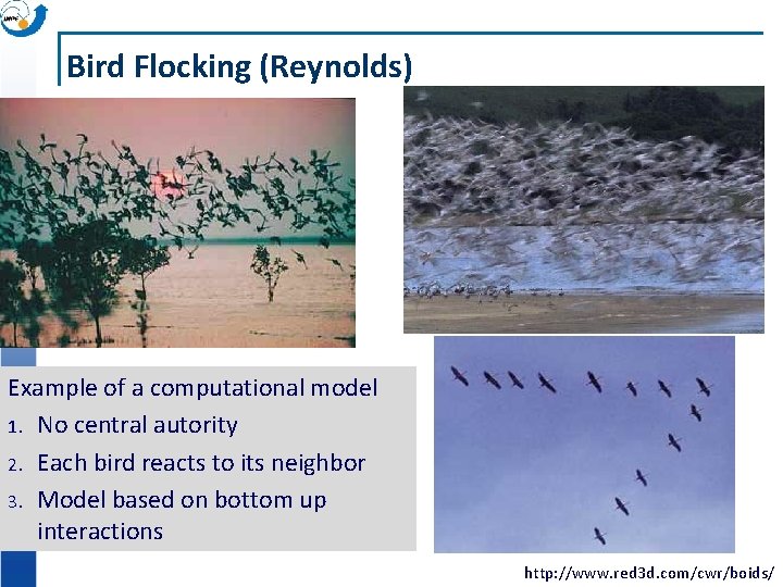 Bird Flocking (Reynolds) Example of a computational model 1. No central autority 2. Each