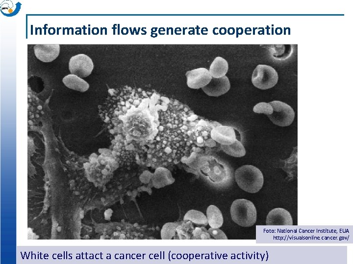 Information flows generate cooperation Foto: National Cancer Institute, EUA http: //visualsonline. cancer. gov/ White