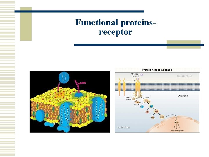 Functional proteinsreceptor 
