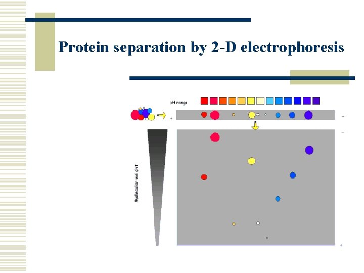 Protein separation by 2 -D electrophoresis 