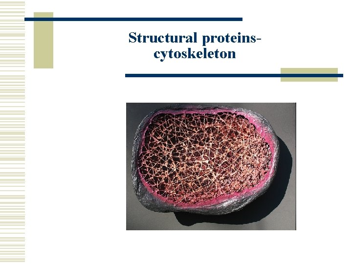 Structural proteinscytoskeleton 