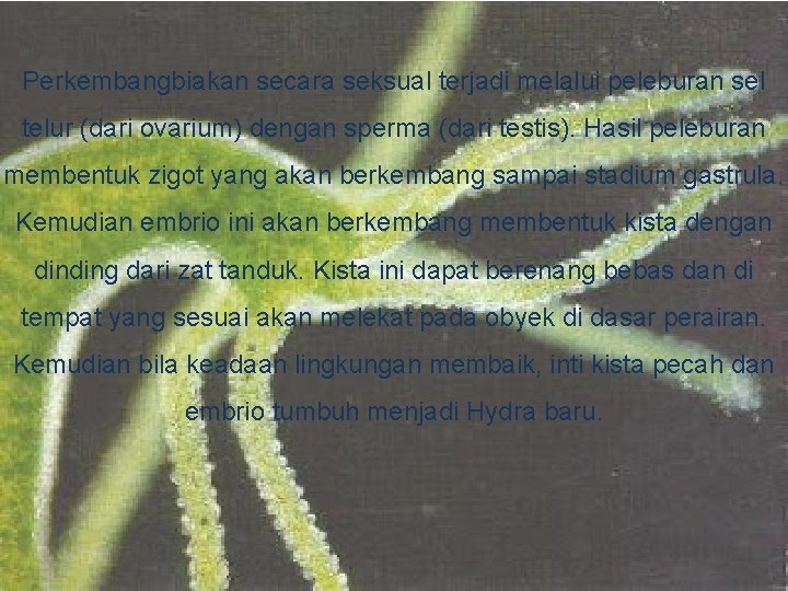 Perkembangbiakan secara seksual terjadi melalui peleburan sel telur (dari ovarium) dengan sperma (dari testis).