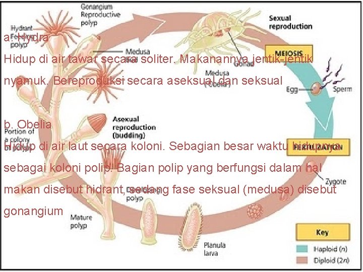 a. Hydra Hidup di air tawar secara soliter. Makanannya jentik-jentik nyamuk. Bereproduksi secara aseksual