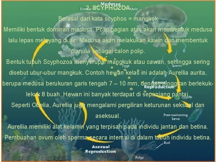 2. SCYPHOZOA Berasal dari kata scyphos = mangkok Memiliki bentuk dominan medusa. Polip bagian