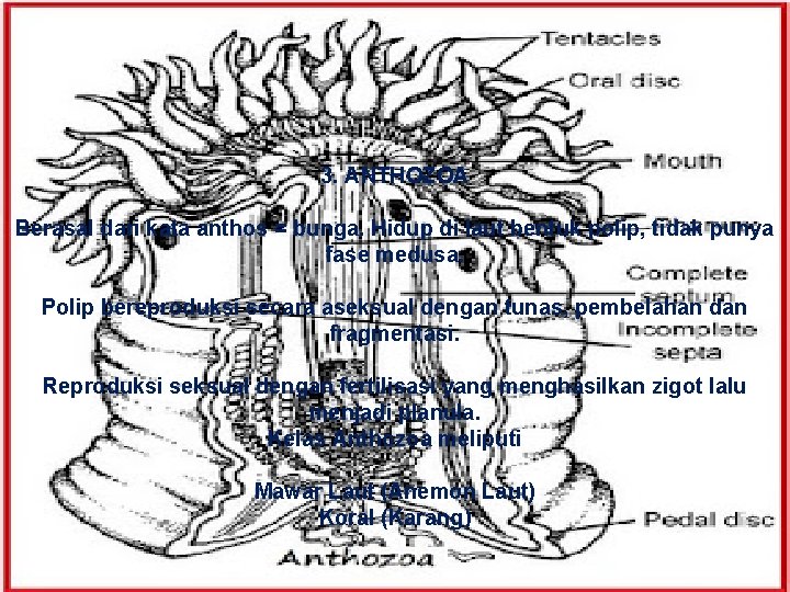 3. ANTHOZOA Berasal dari kata anthos = bunga. Hidup di laut bentuk polip, tidak