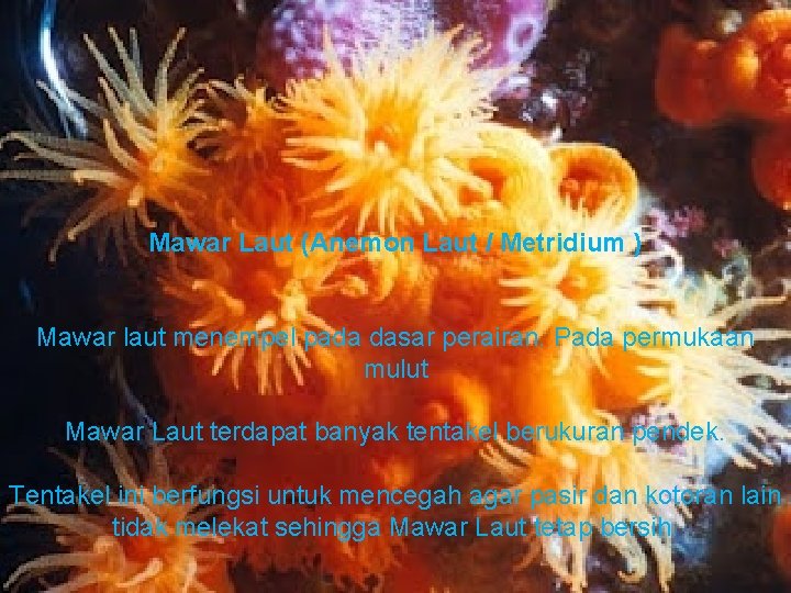 Mawar Laut (Anemon Laut / Metridium ) Mawar laut menempel pada dasar perairan. Pada