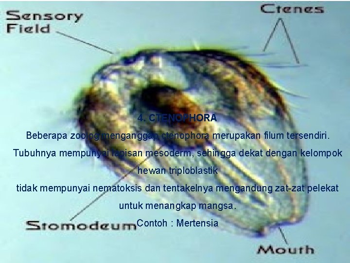 4. CTENOPHORA Beberapa zoolog menganggap ctenophora merupakan filum tersendiri. Tubuhnya mempunyai lapisan mesoderm, sehingga