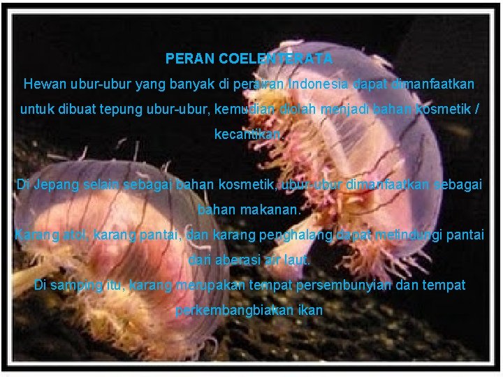 PERAN COELENTERATA Hewan ubur-ubur yang banyak di perairan Indonesia dapat dimanfaatkan untuk dibuat tepung