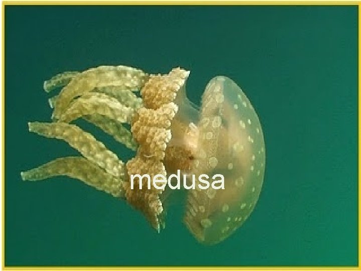 medusa 