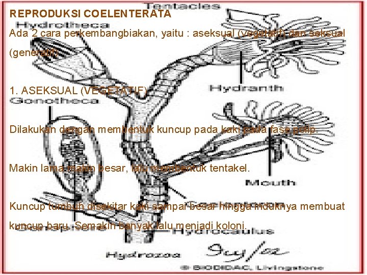 REPRODUKSI COELENTERATA Ada 2 cara perkembangbiakan, yaitu : aseksual (vegetatif) dan seksual (generatif) 1.