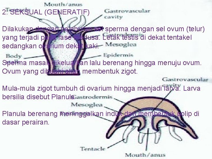 2. SEKSUAL (GENERATIF) Dilakukan dengan peleburan sel sperma dengan sel ovum (telur) yang terjadi