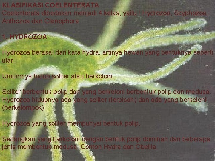 KLASIFIKASI COELENTERATA Coelenterata dibedakan menjadi 4 kelas, yaitu : Hydrozoa, Scyphozoa, Anthozoa dan Ctenophora