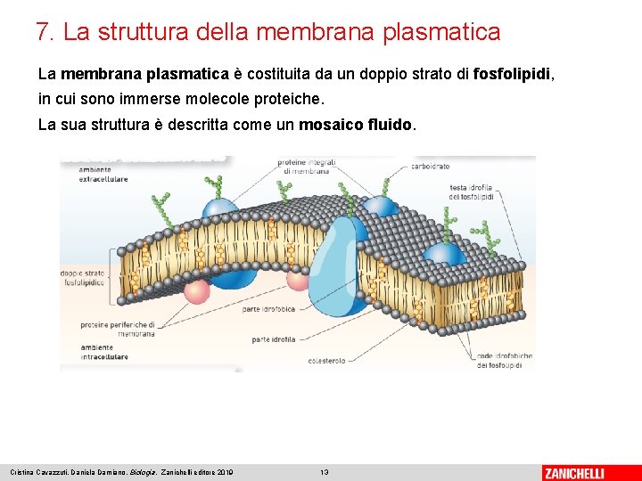 7. La struttura della membrana plasmatica La membrana plasmatica è costituita da un doppio