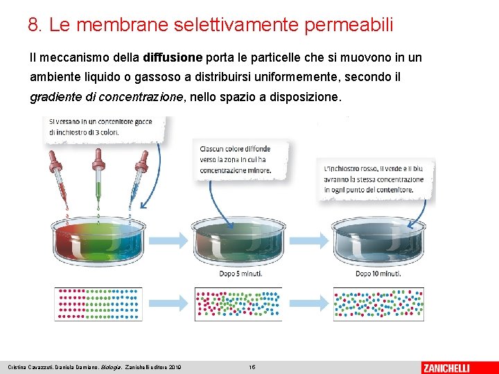 8. Le membrane selettivamente permeabili Il meccanismo della diffusione porta le particelle che si