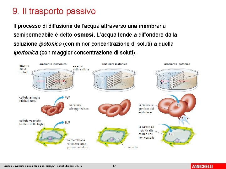 9. Il trasporto passivo Il processo di diffusione dell’acqua attraverso una membrana semipermeabile è