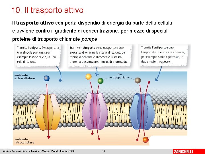 10. Il trasporto attivo comporta dispendio di energia da parte della cellula e avviene